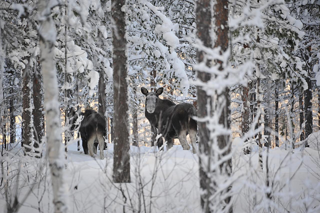 Hostel Finnmyrten Juoksengi Luaran gambar